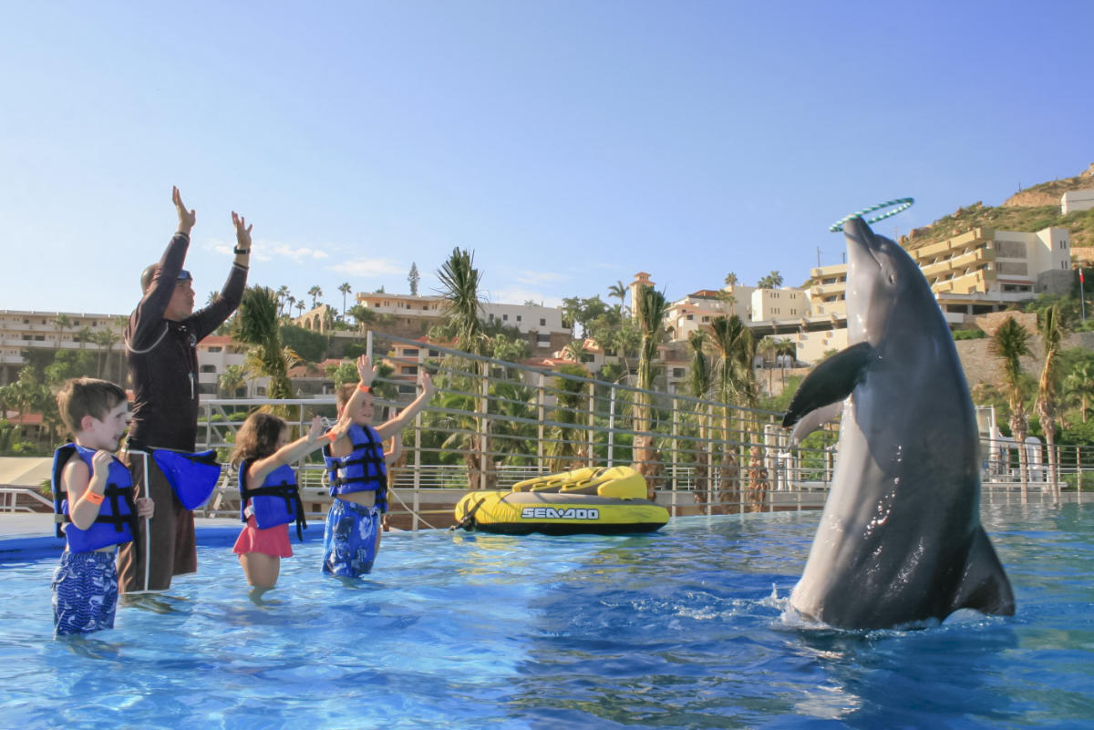 Swim with Dolphins