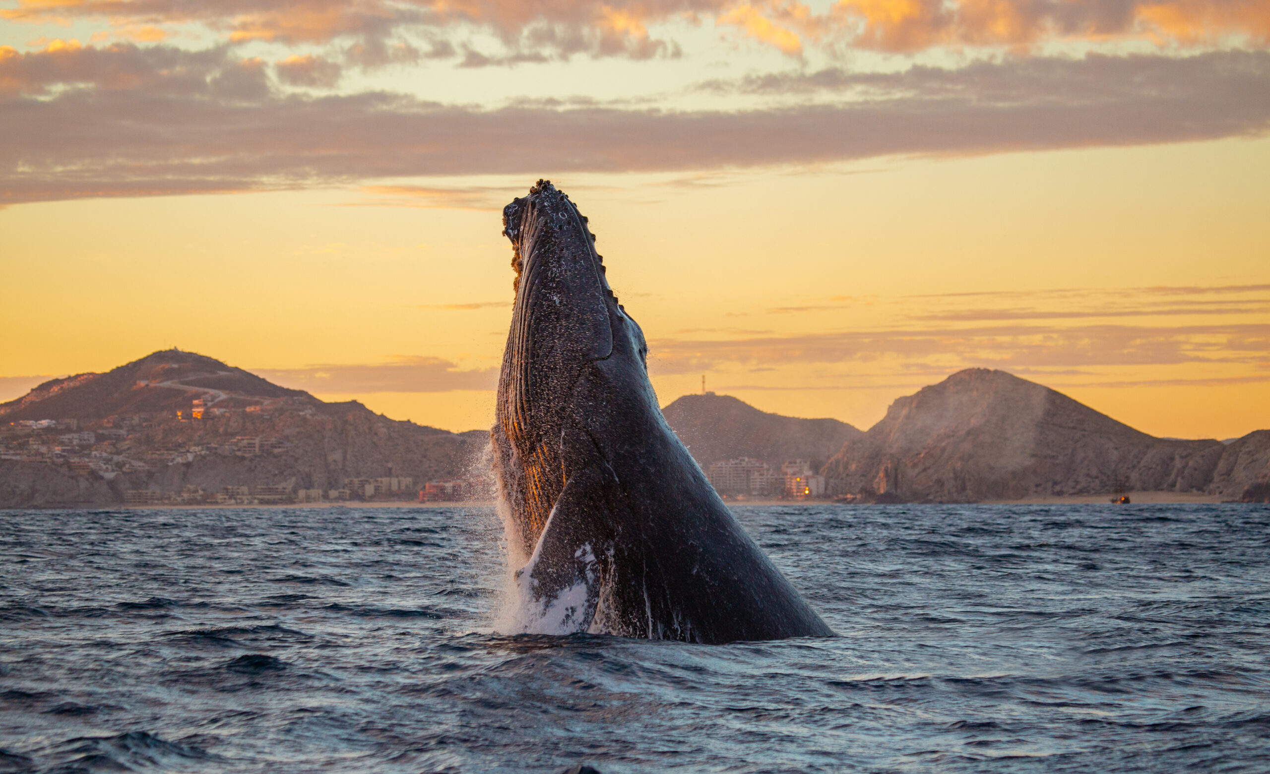 Whale Watching
