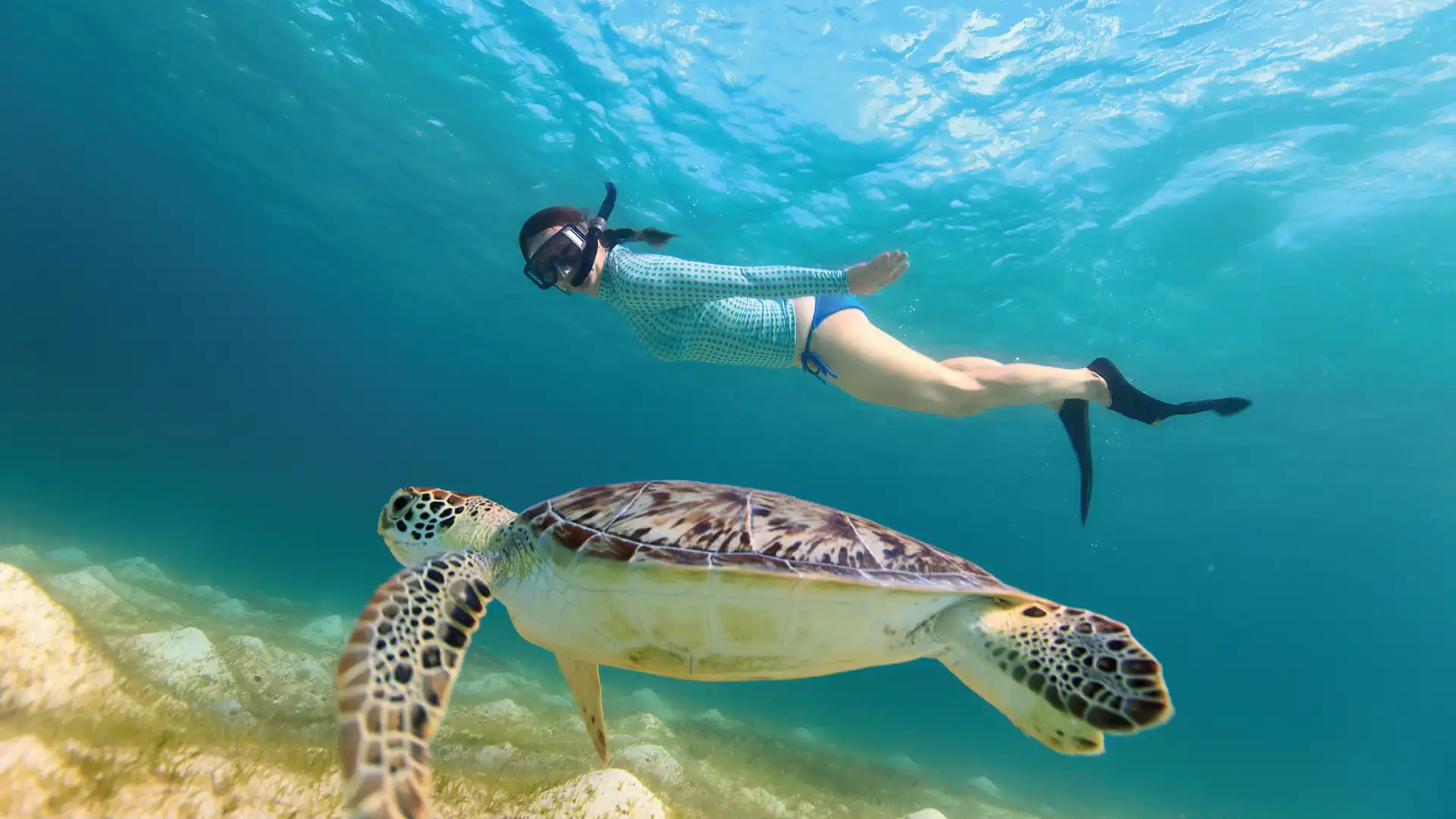 Snorkel with Sea Turtles in Akumal